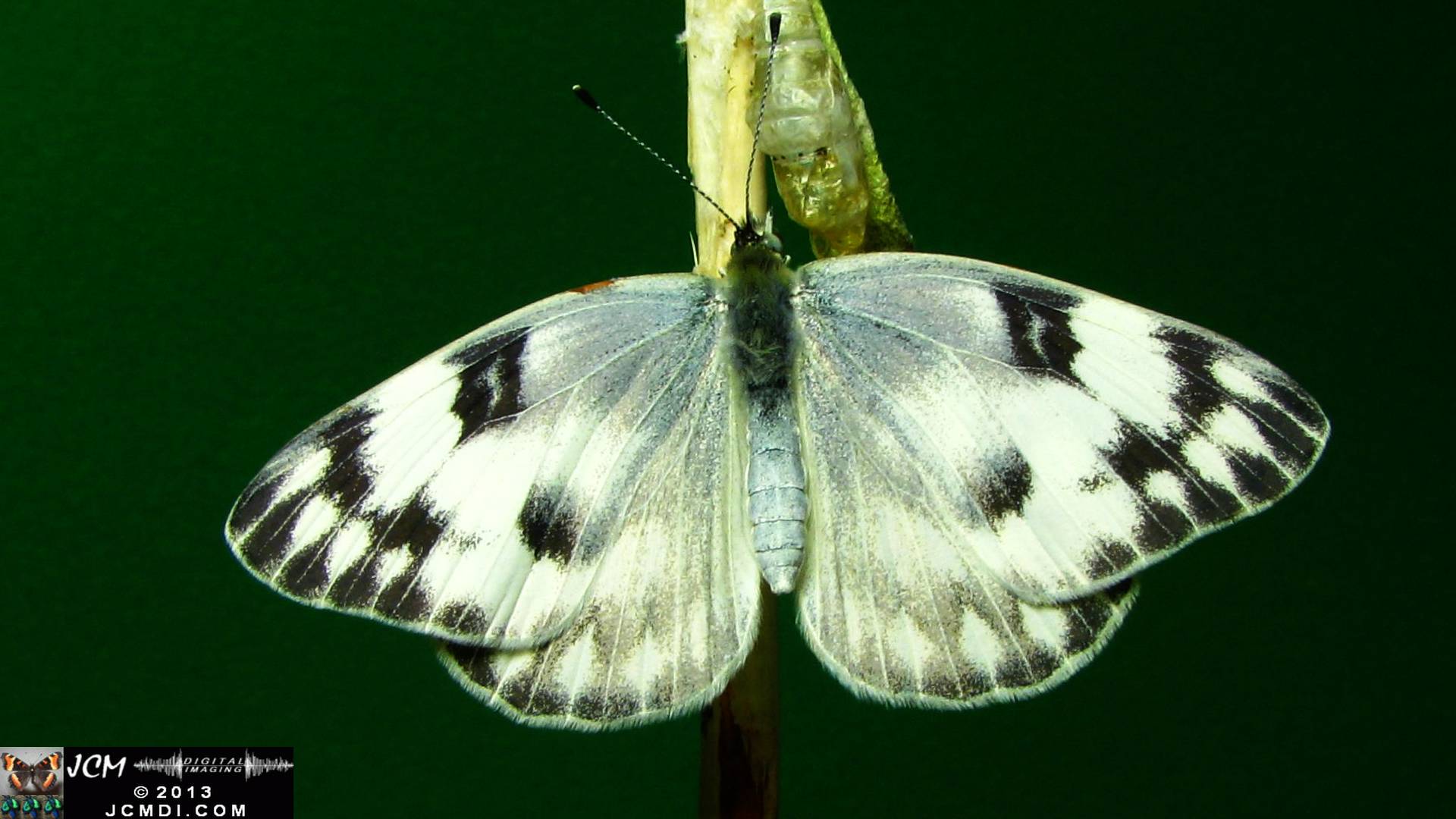 Peris protodice female freshly emerged 